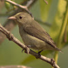 Pale-billed Flowerpecker