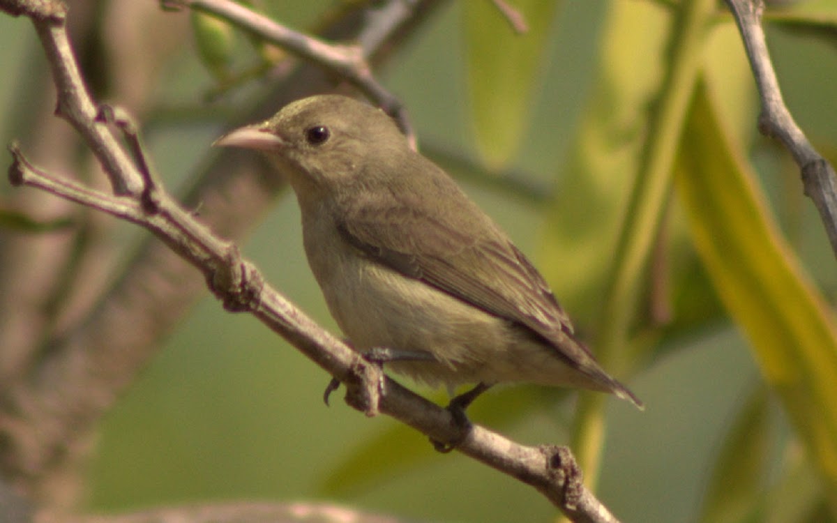 Pale-billed Flowerpecker