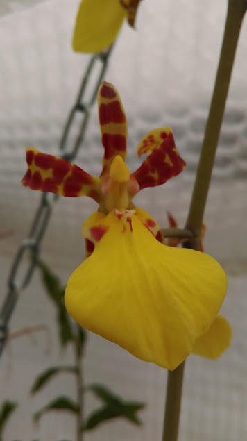 Trichocentrum (Oncidium) splendidum XVsqApgtWmd71LqHAKsG1dJlE0dfnNMAXeuEMv5nGhf1wHo9TYO5SrJoGK5VXZOZ5l89FSTy32JoPeGr6M_D7gBhq_5f_HCN6Iq-IpAdkucLjUcfCALU061EZKp3Ny_byKLJ8VlkagPdoW0-KMoeG3g9qvMclvfxvmpCzr6BPjAz3V22NFzr6xsMrmQiX30Tgnk1a2xLzgMH3OpaQ0plA3lqyV18S8lXOz977QNvmmWbJuRc0-j2Mm73Q_pzZVUHyg8gXhsdzF6aoRGDp9UPDqAQ_FY1I3bQUIggwohEi0Kvdxhn0gVgD5RQY0-zuVOQt7WH0iHYFA9QiatD63LTqnQvYdlu1Dcqvv_NKUYFoncwUyOuFVhG9ZBElTAD6k5G4TXQnFKBluZTaXNXRyDyVqGH8awxcBjr3OjdpHiPfkpldxhli1x8v-ghOPWEbNONVDGUyMddlN1q4MIteYSME_8JgB56A401dRYNlEXHIHQi_D48dMJqaEYN649R_E5ZYXVSwf7il7GFX4-5zpBIvxhng5QMrXSfpMfBcFIKI47ZLj8x6fiQiv20sXhILE3bE0bjvg=w356-h635-no