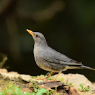 Tickell's Thrush