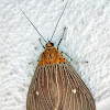 Snouted Tiger Moth