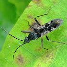 Dirt-colored seed bug