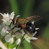 Tachinid Fly