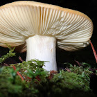 Yellow russula