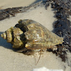 Thinstripe Hermit Crab