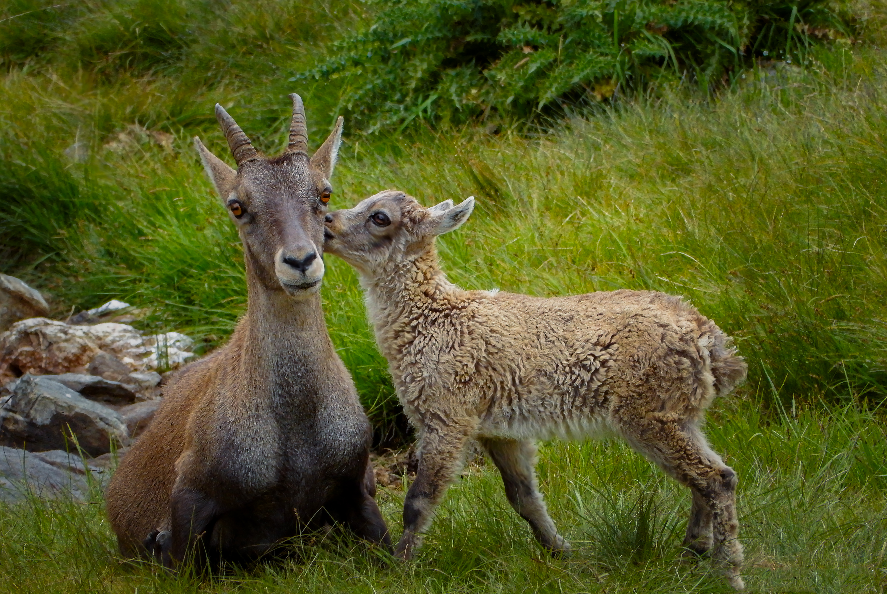 Amore per mamma di MARIOFFOTO