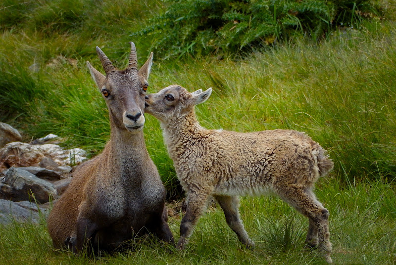 Amore per mamma di MARIOFFOTO