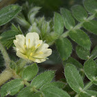 Winged tribulus