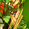 Yellow-bellied or variable sunbird