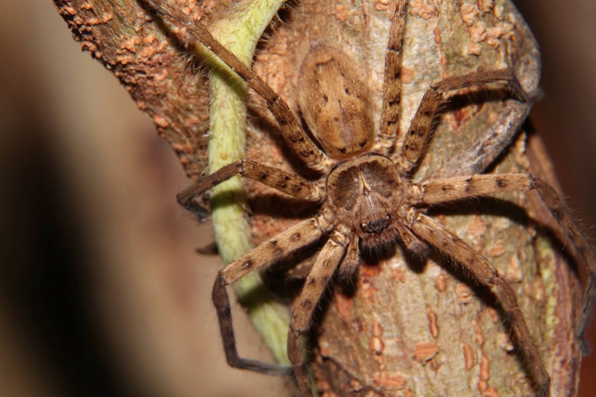 pantropical huntsman spider