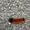 Wooly Bear Caterpillar