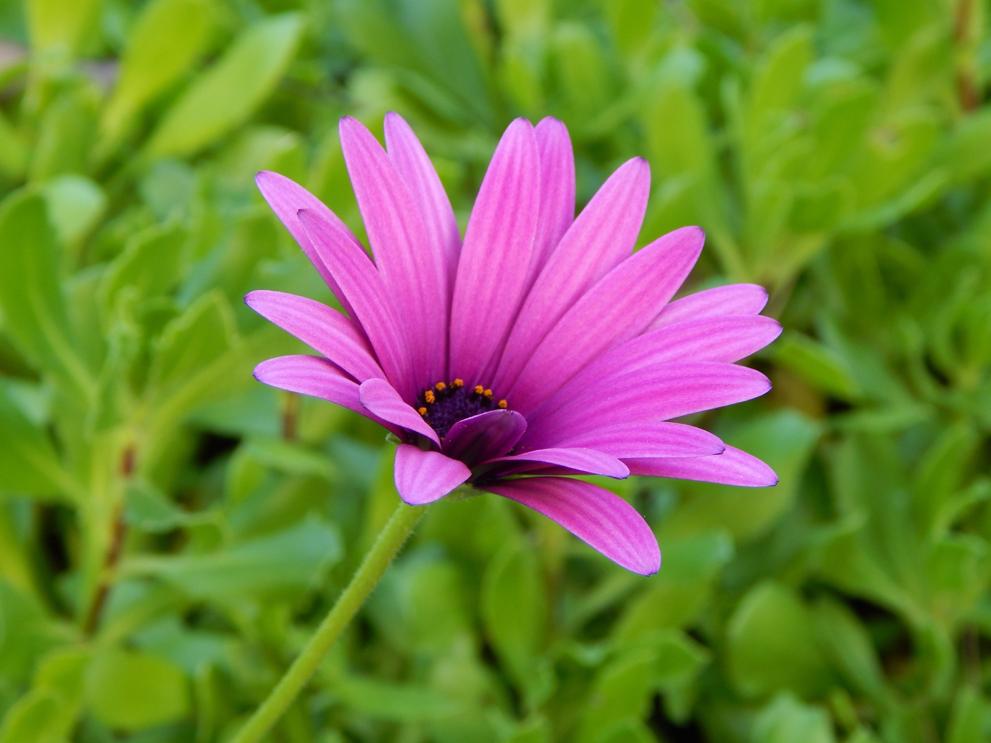 Primi colori della Primavera.. di peppenyc