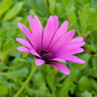 Primi colori della Primavera.. di 