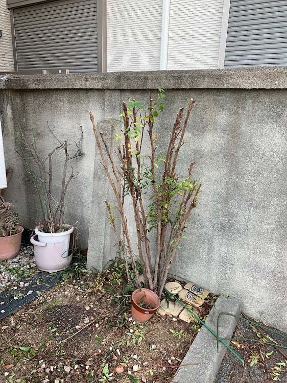 Nボックス+カスタムの植樹剪定・いつもイイネ&コメントありがとうございます🙇‍♂️・久々ラムネ・セブンでルーティンコーヒーに関するカスタム事例の投稿画像8枚目