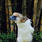 Philippine Eagle, Monkey-eating Eagle