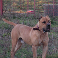 canisa presa canario'