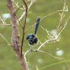 Red-winged Fairy-wren