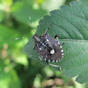 Dalpada Stink Bug