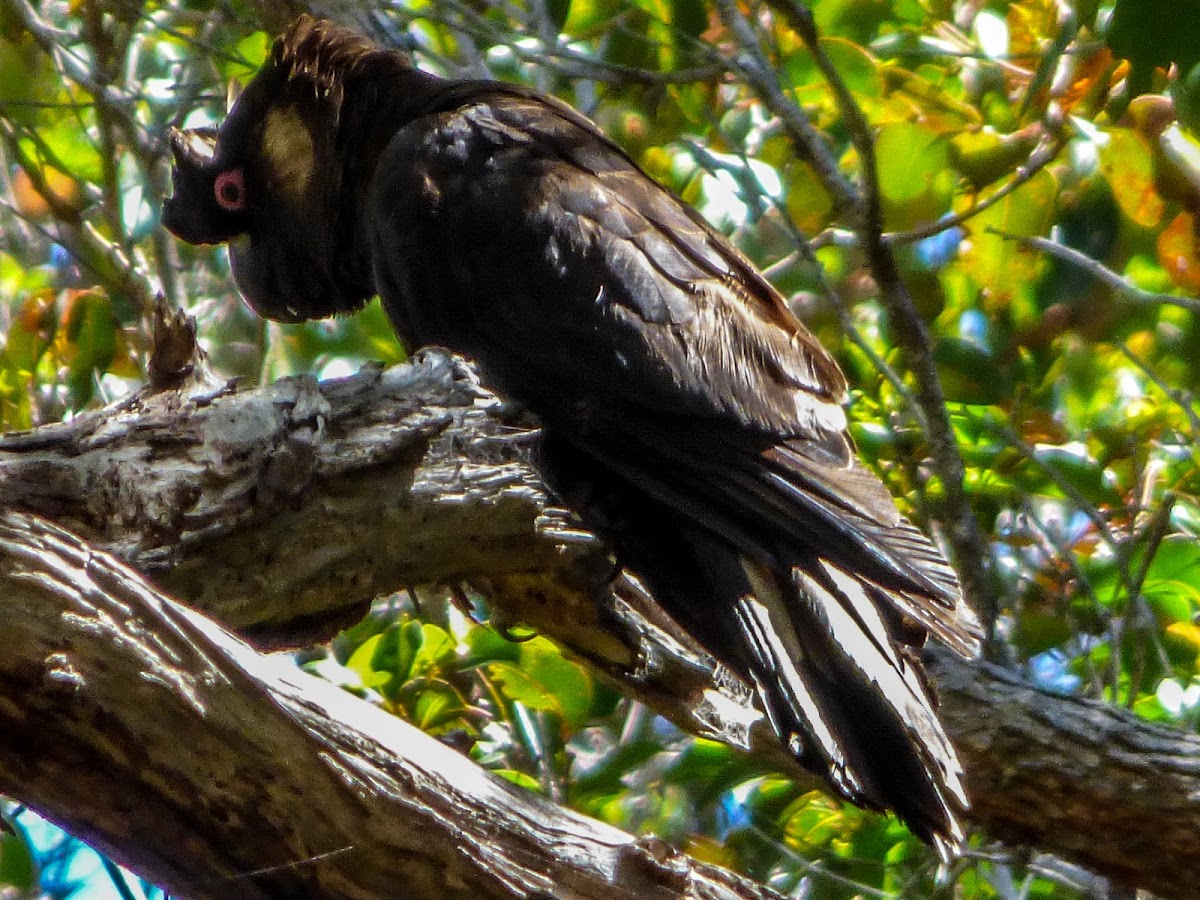 Baudin's (Long-billed) Black-Cockatoo (male and female)