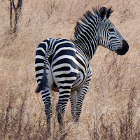 Strisce naturali di PaolaPolly