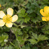 Creeping Buttercup