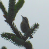 Red-breasted Nuthatch