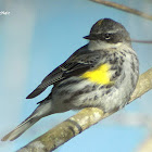 Yellow-rumped Warbler