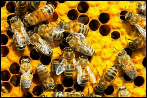 Learn Beekeeping?Course of beekeeper