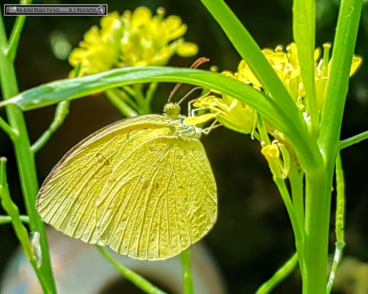 Grass yellow