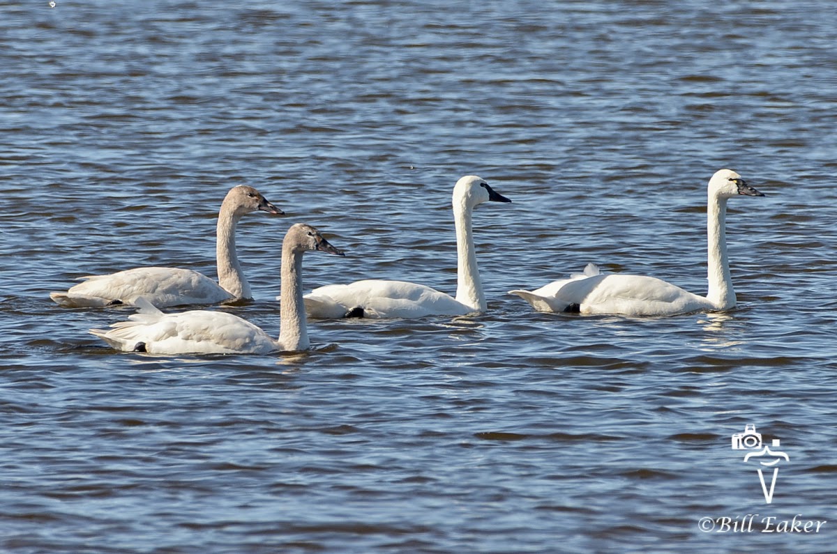 Trumpeter Swan Family