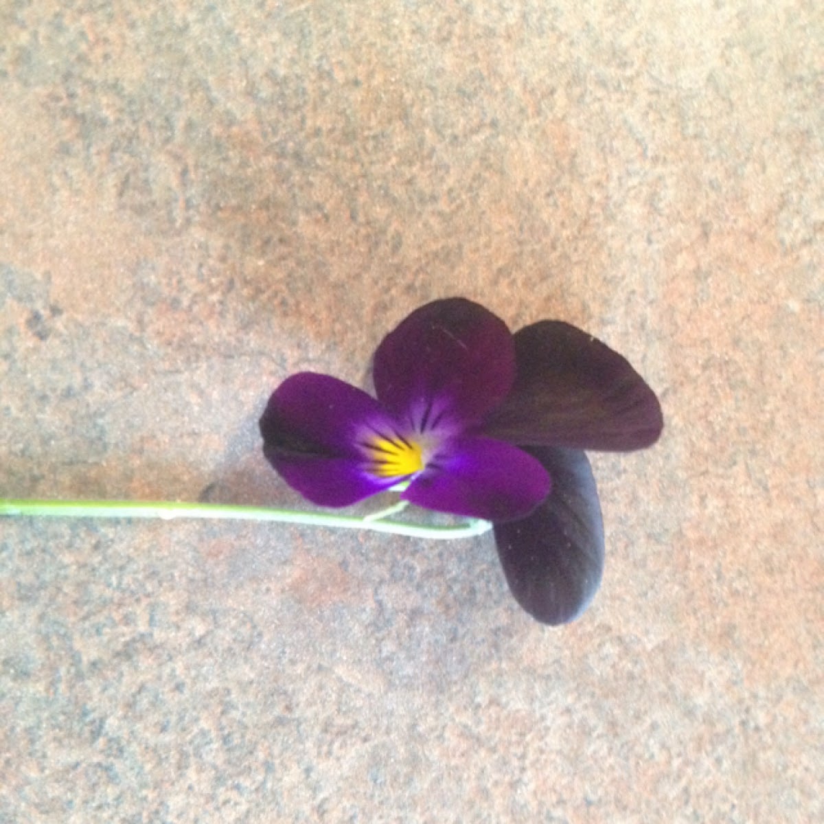 Blackjack Viola Flower