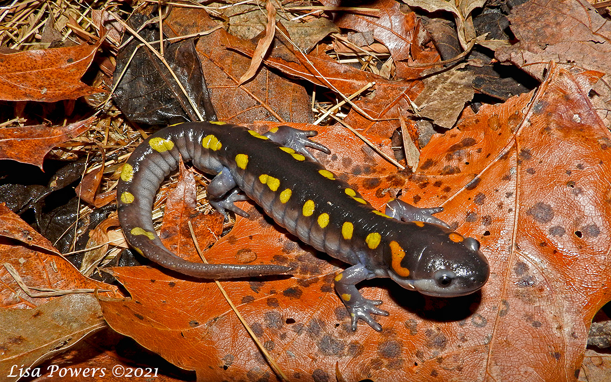 Yellow Spotted Salamander