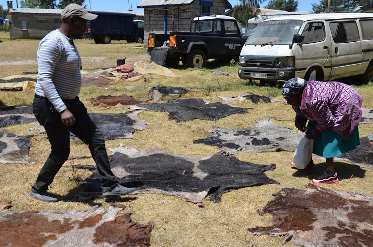 Priscilah Wanjiru identifies the skins of her stolen cows at Engineer police station on Sunday