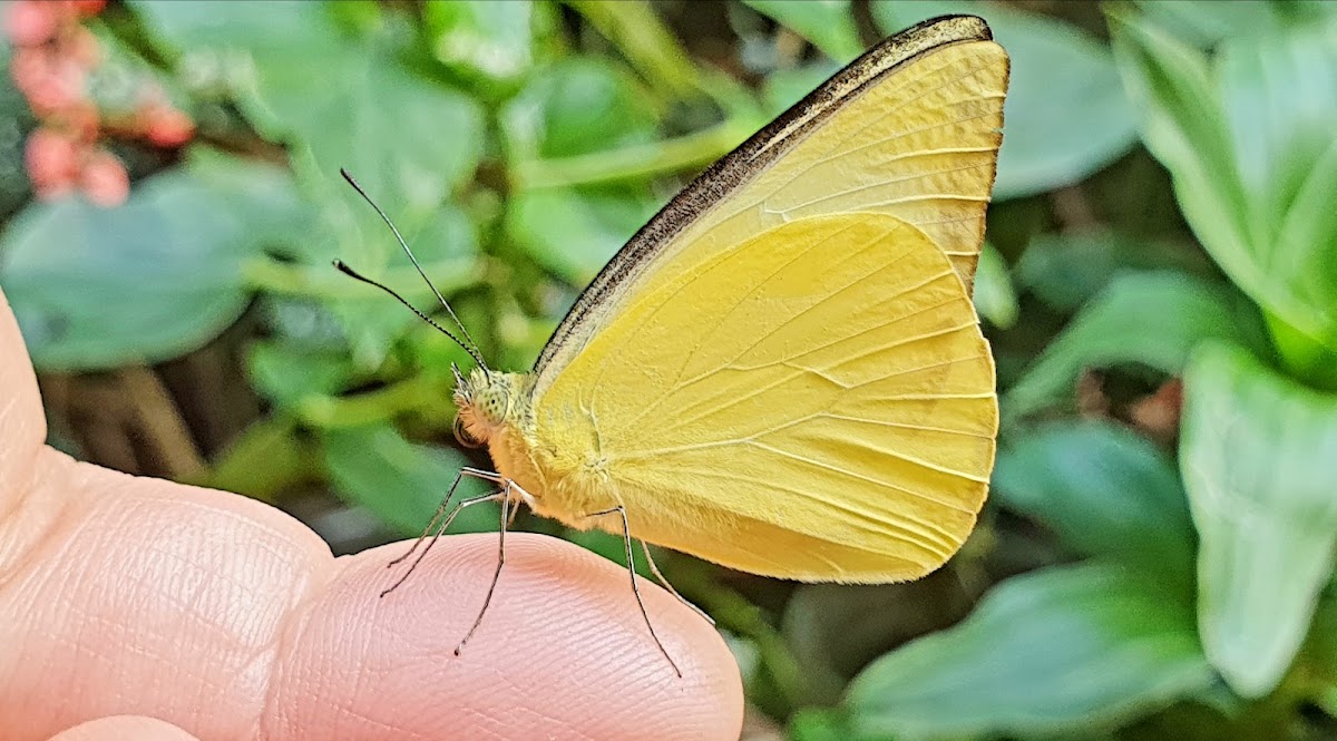 MALAYSIAN ALBATROSS