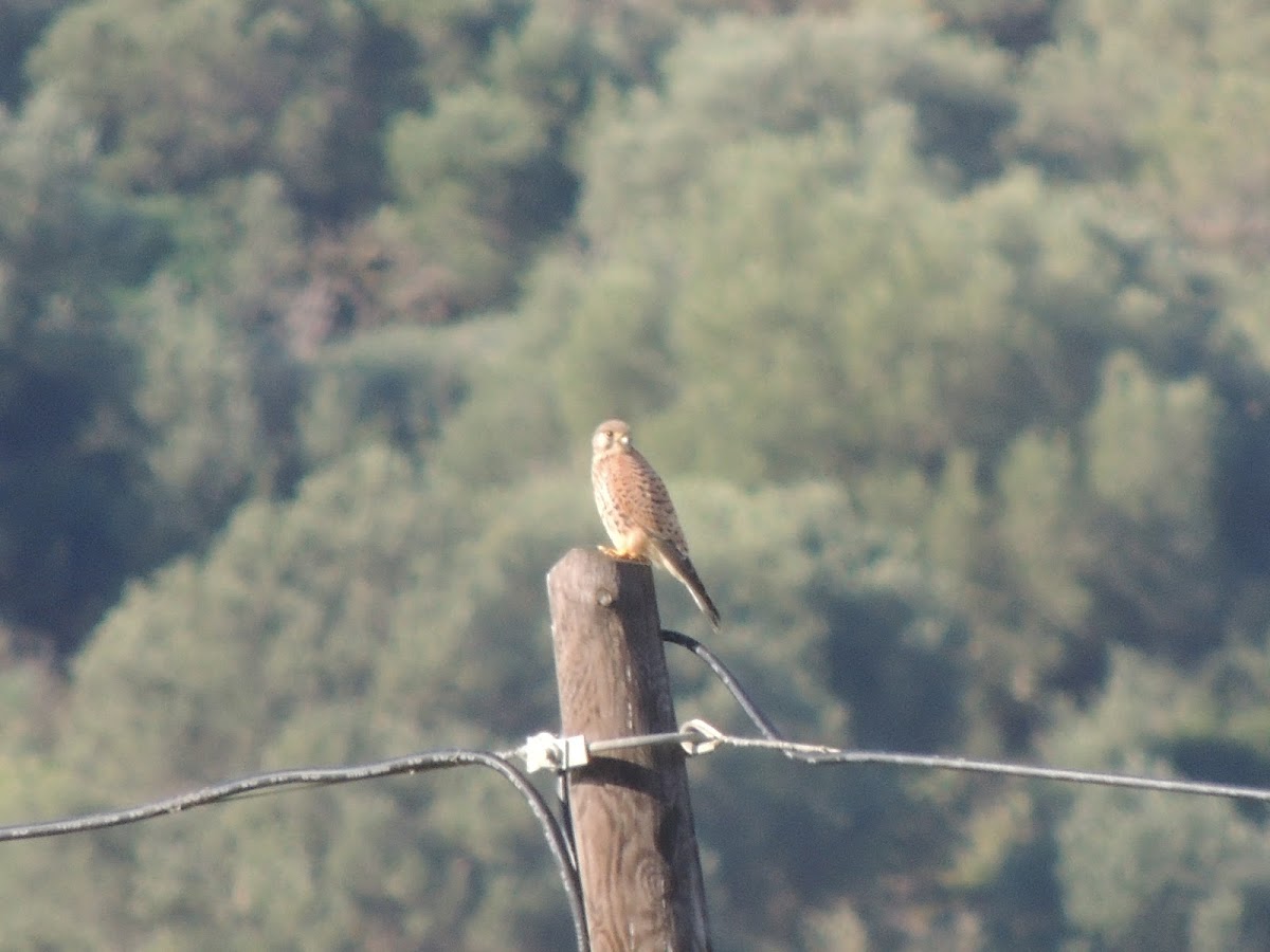 Common kestrel