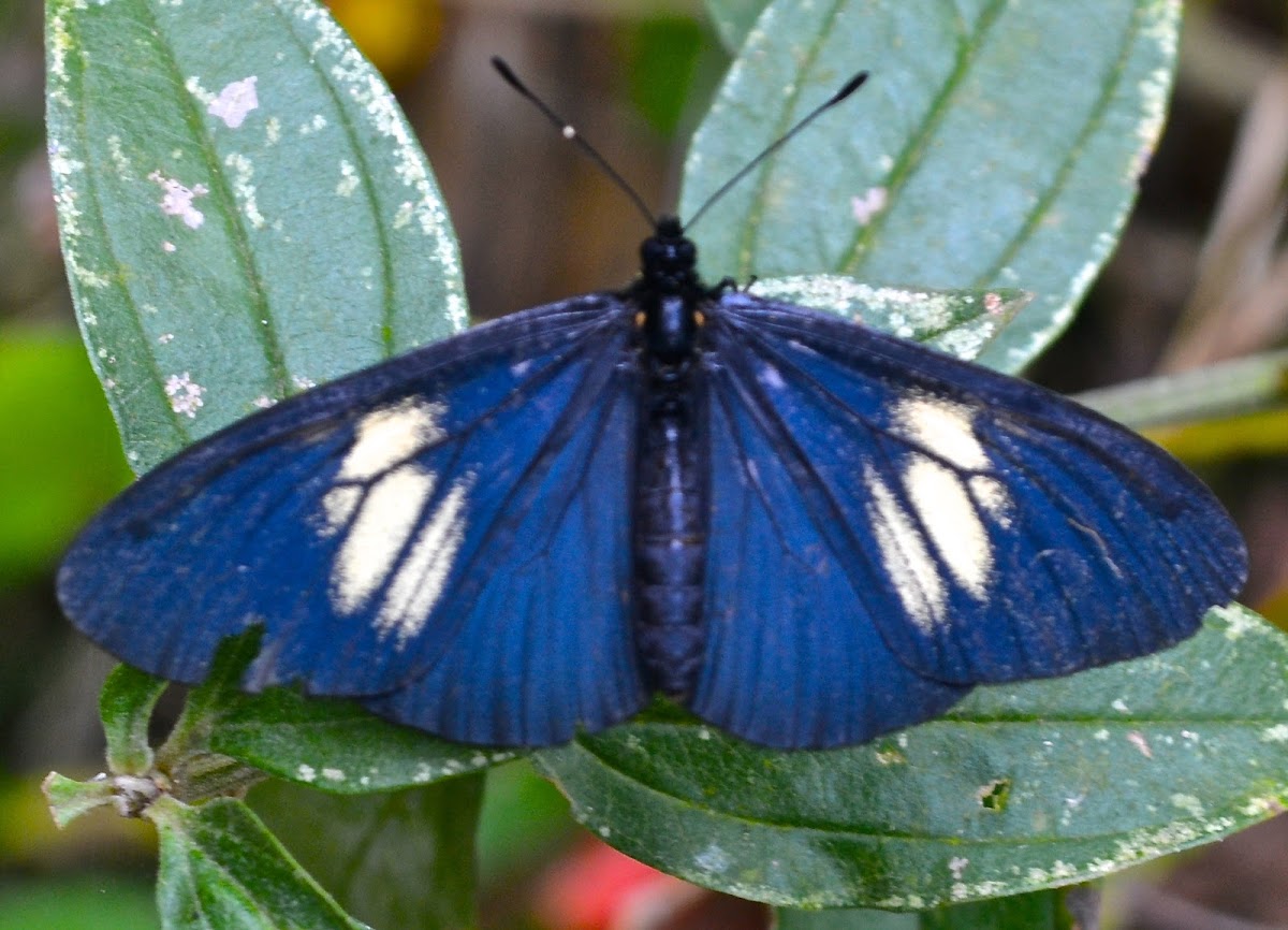 Lamplight Actinote Butterfly