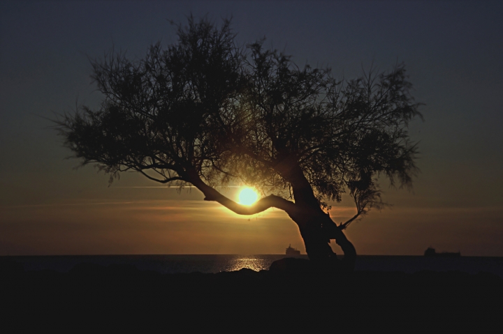 Silhouette di un ulivo di ottantuno