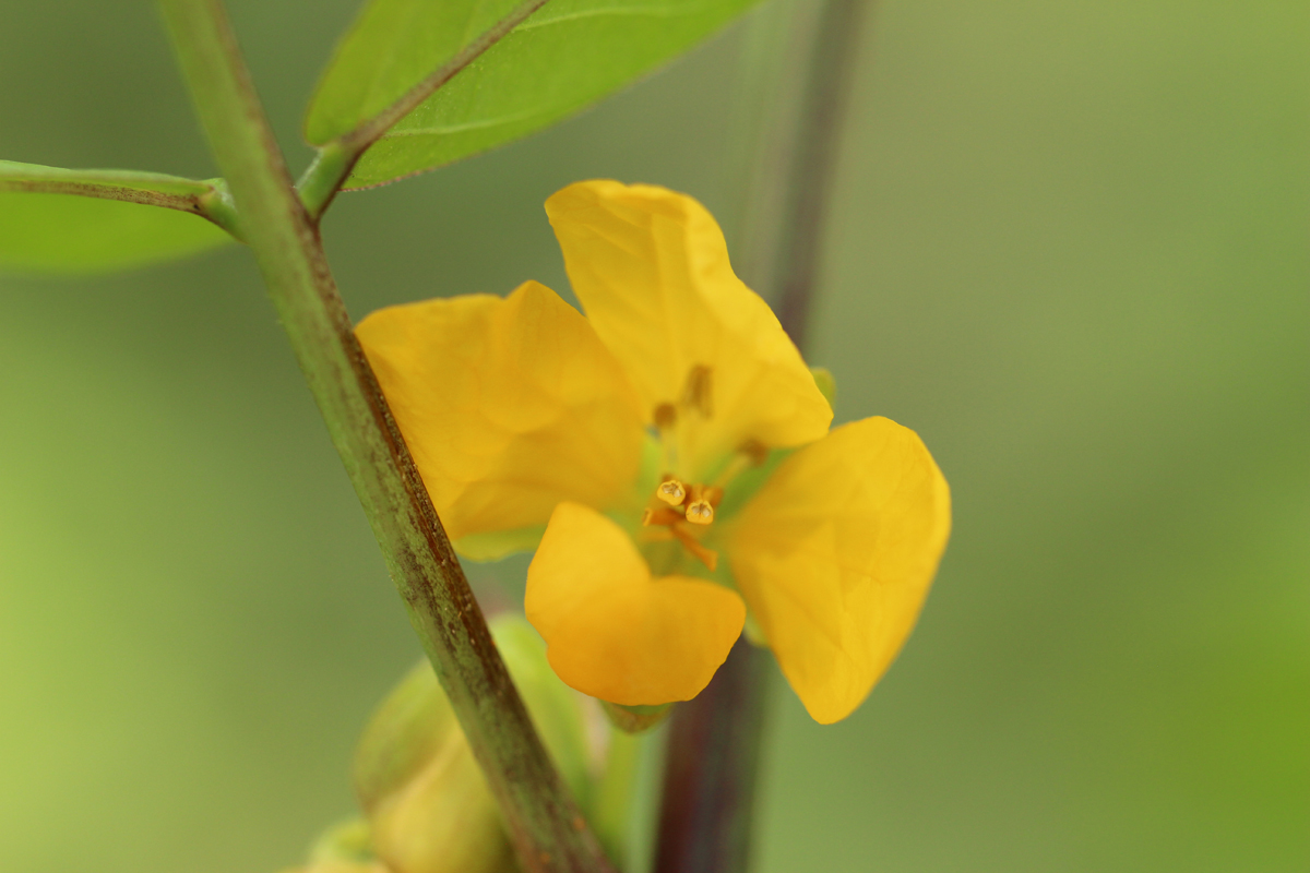 Coffee Senna