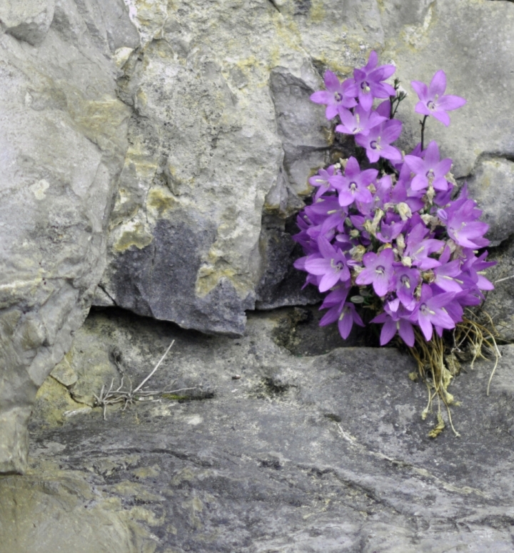 Fiori viola su roccia di PaoloFranceschini