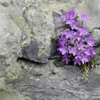 Fiori viola su roccia di 