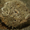 Stonefish