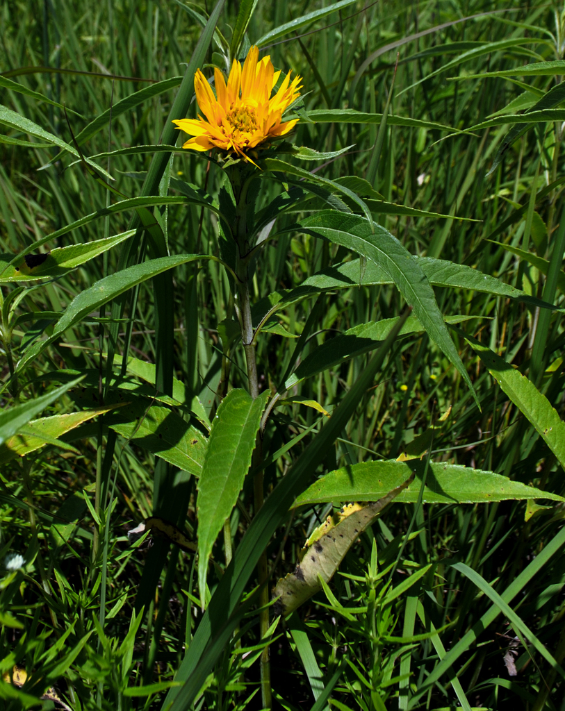 Sawtooth Sunflower