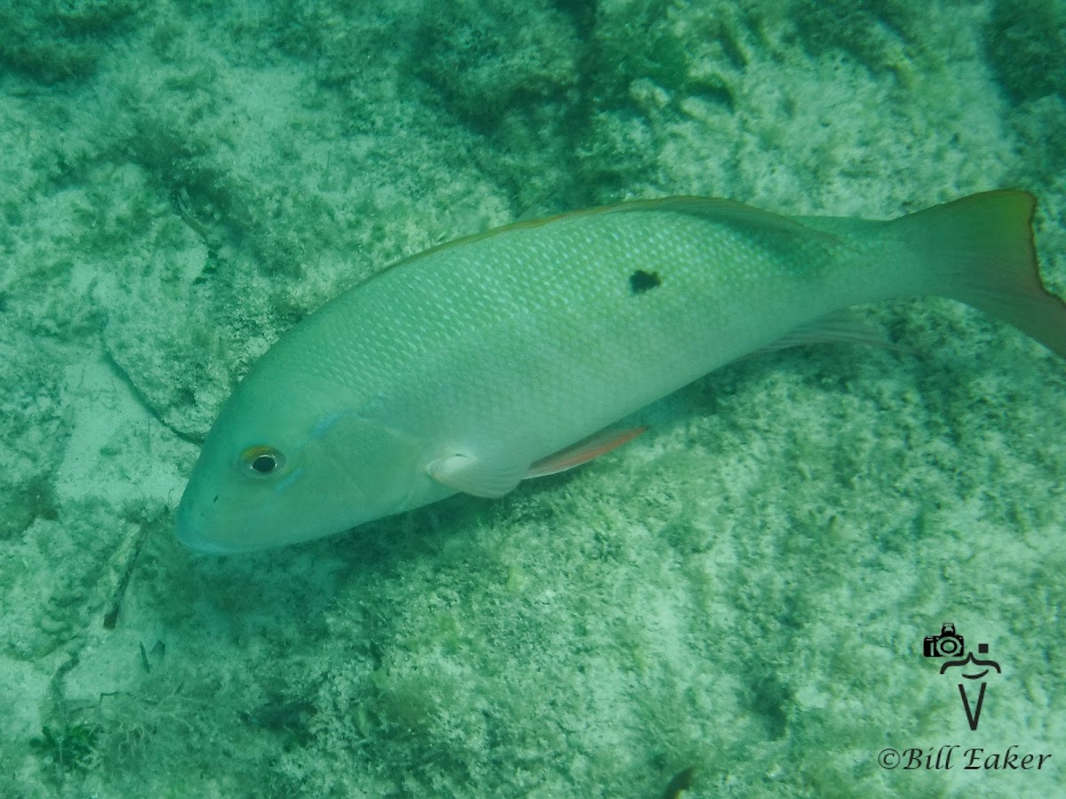 Mutton Snapper