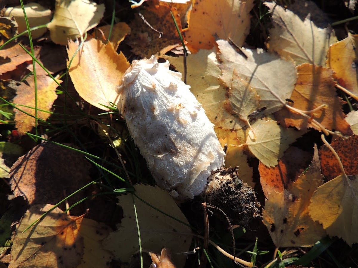 Shaggy Ink Cap