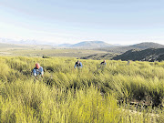 Rooibos harvesters in Clanwilliam, Western Cape, pick the tea leaves that have become popular around the world. File photo.