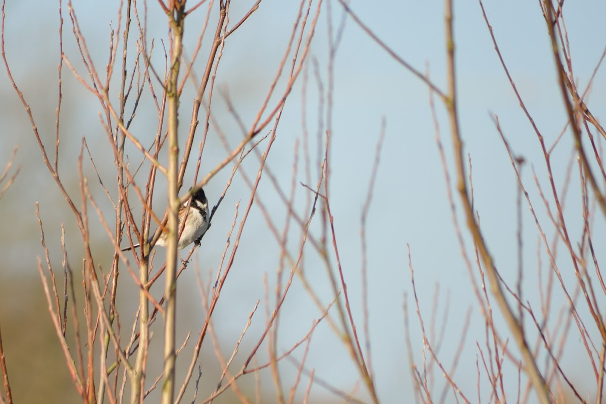 Reed Bunting