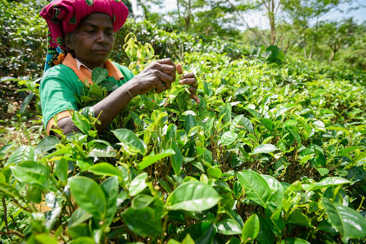 A Sri Lanka woman picking tea leaves. Picture: 123RF/nevodka