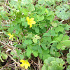 Yellow Woodsorrel