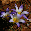 Romulea bulbocodium (L.) Sebast. & Mauri