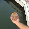 Cannon Ball Jellyfish